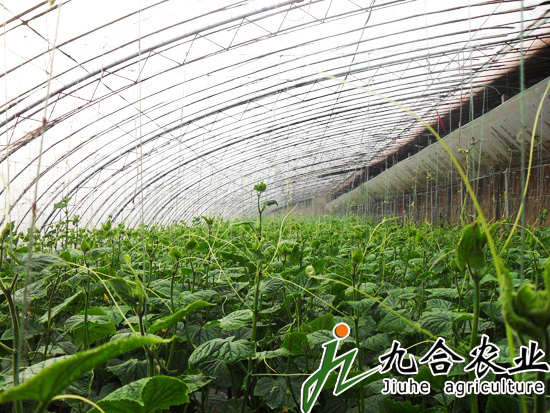 钢架温室|温室大棚|温室大棚建设|温室大棚造价|温室大棚图片|温室大棚建造 钢架温室|温室大棚|温室大棚建设|温室大棚造价|温室大棚图片|温室大棚建造