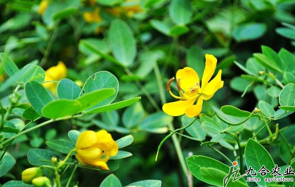 花生开花与受精详细介绍 花生开花与受精详细介绍