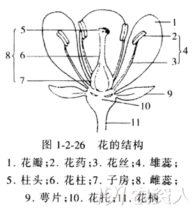 花生开花与受精详细介绍 花生开花与受精详细介绍