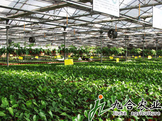 玻璃温室|连栋温室|智能温室|温室图片|温室工程 玻璃温室|连栋温室|智能温室|温室图片|温室工程