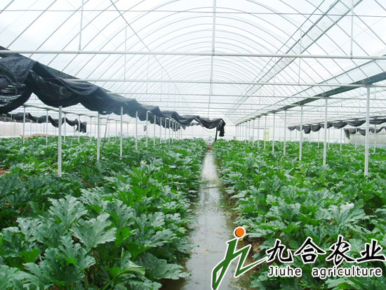 薄膜连栋智能温室|温室大棚 薄膜连栋智能温室|温室大棚