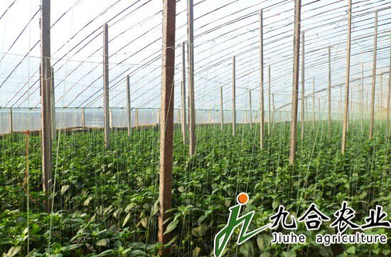 蔬菜大棚建设|蔬菜温室大棚 蔬菜大棚建设|蔬菜温室大棚