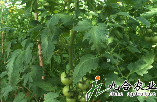 蔬菜大棚建设|蔬菜温室大棚 蔬菜大棚建设|蔬菜温室大棚