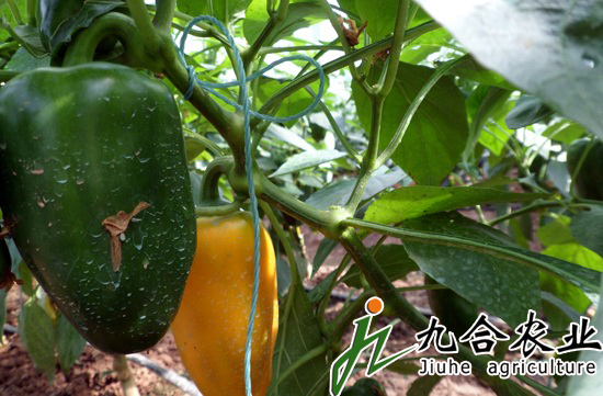 蔬菜大棚建设|蔬菜温室大棚 蔬菜大棚建设|蔬菜温室大棚