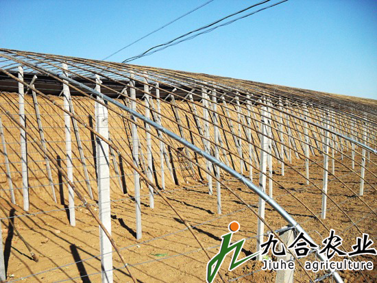 蔬菜大棚建设|蔬菜温室大棚 蔬菜大棚建设|蔬菜温室大棚