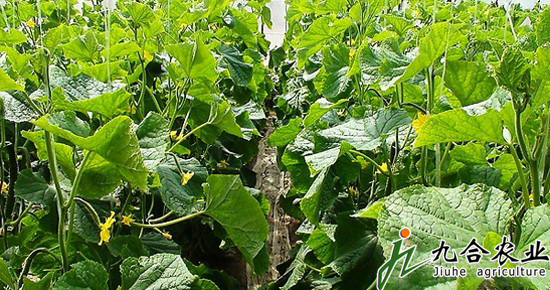 蔬菜大棚建设|蔬菜温室大棚 蔬菜大棚建设|蔬菜温室大棚