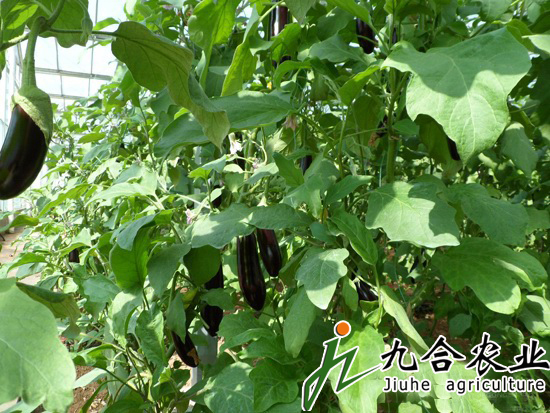 蔬菜大棚建设|蔬菜温室大棚 蔬菜大棚建设|蔬菜温室大棚