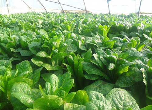 河南信阳光山县邀请专家教授传授大棚蔬菜种植管理技术 河南信阳光山县邀请专家教授传授大棚蔬菜种植管理技术