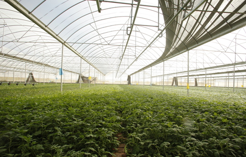 冬季蔬菜温室大棚 冬季蔬菜温室大棚