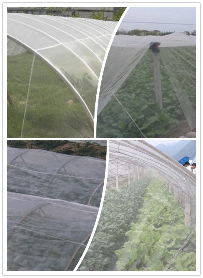 防虫网 防虫网